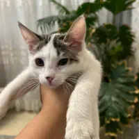 گربه دختر ۵ماهه واگزاری فوری