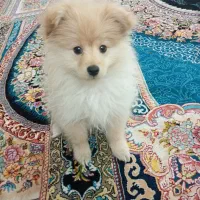 سگ پامرخرسی