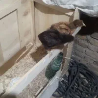 دو عدد جوجه یک ماهه