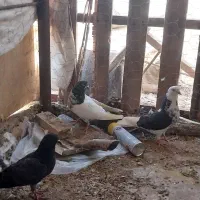 کفتر پرشی