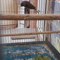 قناری نر بخوان