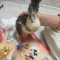 اردک طبیعی کاکلی|حیوانات مزرعه|اسلام‌شهر, شهرک محمدیه|دیوار