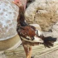 جوجه خروس حسک همون سط مهره