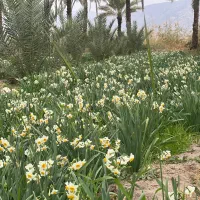 گل نرگس|گل و گیاه طبیعی|جره و بالاده, |دیوار