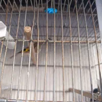 سره نر خراسان|پرنده|بومهن, |دیوار