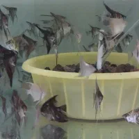 تولید و تکثیر انواع ماهی های زینتی|ماهی|بروجرد, |دیوار