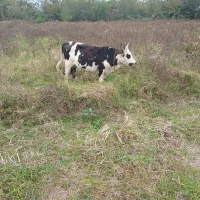 چالوسی گاو با لیشه سیمینتال|حیوانات مزرعه|صومعه‌سرا, |دیوار