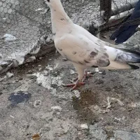 همه‌ جور هست|پرنده|قم, نخودی|دیوار