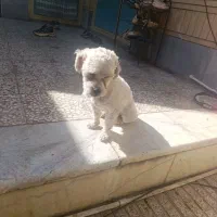 سگ شیتزو واگذاری رایگان|سگ|کرمان, |دیوار