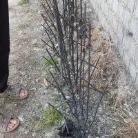 پخش شاخ گوزنی|مصالح و تجهیزات ساختمان|آمل, |دیوار