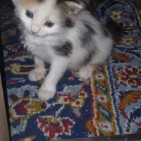 گربه|گربه|اصفهان, قلعه طبره|دیوار