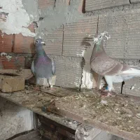 کبوتر|پرنده|علی‌آباد کتول, |دیوار