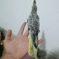 عروس هلندی فول دستی|پرنده|زاهدان, |دیوار