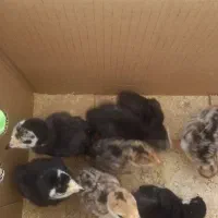 جوجه‌بوقلمون‌فروشی