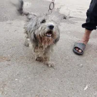واگذاری سگ پاکوتاه