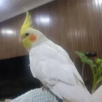 عروس هلندی گمشده