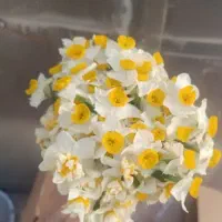 نرگس دسته|گل و گیاه طبیعی|قم, قم نو|دیوار