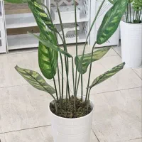 شلف گلدان گیاه درختچه مصنوعی دکوری ریسه آویز شمشاد|صنایع دستی و سایر لوازم تزئینی|تبریز, |دیوار