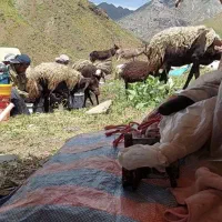 خرید گوسفند دام طیور تهران اعلام قیمت روزانه|حیوانات مزرعه|تهران, فاطمی|دیوار