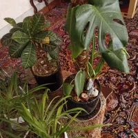 گل طبیعی و گلدان سفالی|گل و گیاه طبیعی|قم, عمار یاسر|دیوار