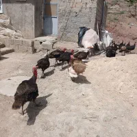 فروش بوقلمو