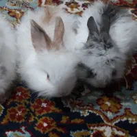 بچه خرگوش لپ پشمالو زیبا خوشگل|موش و خرگوش|زاهدان, |دیوار