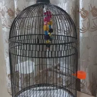 قفس پرنده ضد زنگ