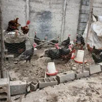 مرغ وخروس بوقلمون|حیوانات مزرعه|گنبد کاووس, |دیوار
