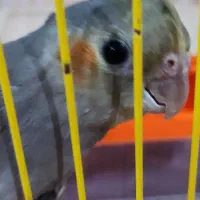 عروس هلندی|پرنده|ایوان, |دیوار