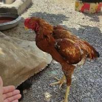 فروش خروس|حیوانات مزرعه|میناب, |دیوار