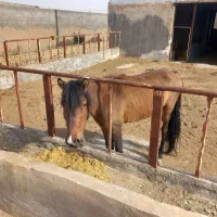 اسب|اسب و تجهیزات اسب‌سواری|سمنان, |دیوار