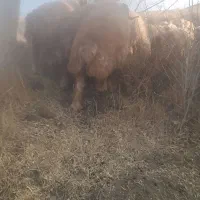 ۲۰ میش ۲۰ بز همه ابستن میشها بردسیر|حیوانات مزرعه|بردسیر, |دیوار