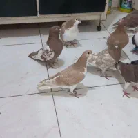 کبوتر خوشرنگ کله سفید سینه ایی و کله ایی