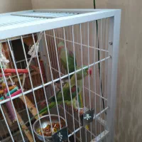 اسکندر|پرنده|تبریز, |دیوار