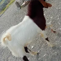 کهره چپش چاق سرحال سالم