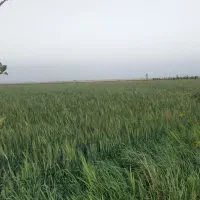 فروش واجاره زمین کشاورزی جهت کاشت سیر