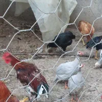 فروش دو عدد سسی طوسی رنگ|پرنده|پارس‌آباد, |دیوار
