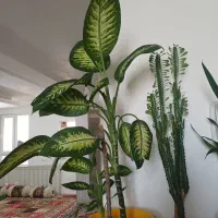 گل دیفن باخیا