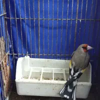 سهره مست مست