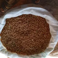 نخودزردوسفیددرجهیکقیمتسفید۱۴۰ زرد۱۳۰|خوردنی و آشامیدنی|شادیان, |دیوار