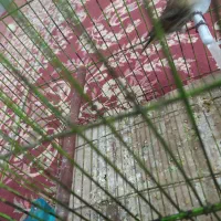 جوجه سرلاکی عروس و گل بسر|پرنده|رامهرمز, |دیوار