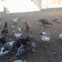 غاز نر ماده فروشی