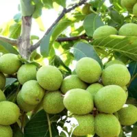 فروش نهال گردو شناسنامه دار درنهالستان قنبری