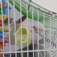 فنچ لپ سیاه و زبرا عروس تاج پرنسسی|پرنده|مشهد, نوده|دیوار