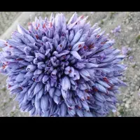 گل زعفران تربت حیدریه زاوه خریدمستقیم ازخودکشاورز|خوردنی و آشامیدنی|مشهد, رسالت|دیوار