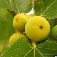 انجیر درجه یک اصل