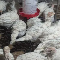 بوقلمون بیوتی ۶|حیوانات مزرعه|آزادشهر, |دیوار