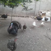 بوقلمون و غاز