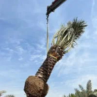 درخت نر...جاگردونی