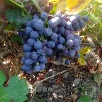 باغ برای فروش